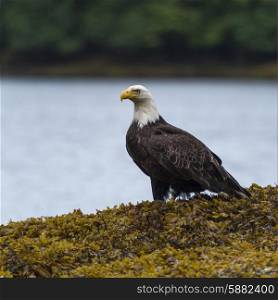 Eagle perched along the coast, Skeena-Queen Charlotte Regional District, Haida Gwaii, Graham Island, British Columbia, Canada