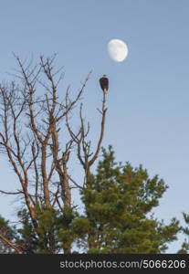 Eagle perching on a tree, Kenora, Lake of The Woods, Ontario, Canada