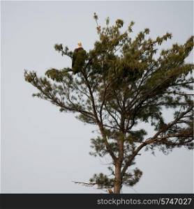 Eagle perching on a tree, Lake of The Woods, Ontario, Canada
