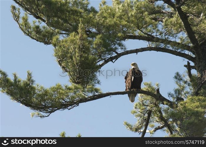 Eagle perching on a tree, Lake of The Woods, Ontario, Canada