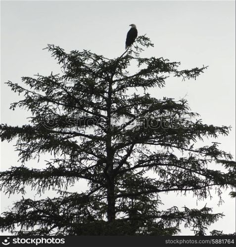 Eagle perching on a tree, Skeena-Queen Charlotte Regional District, Haida Gwaii, Graham Island, British Columbia, Canada