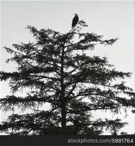 Eagle perching on a tree, Skeena-Queen Charlotte Regional District, Haida Gwaii, Graham Island, British Columbia, Canada