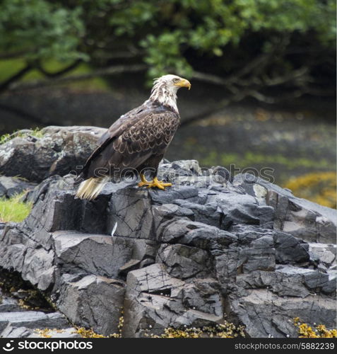 Eagle perching on rock, Skeena-Queen Charlotte Regional District, Haida Gwaii, Graham Island, British Columbia, Canada