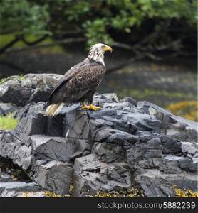 Eagle perching on rock, Skeena-Queen Charlotte Regional District, Haida Gwaii, Graham Island, British Columbia, Canada