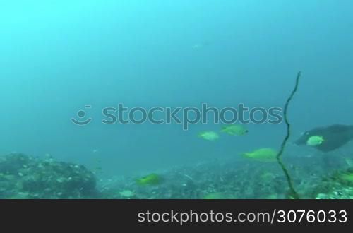Eagle Ray Swimming Close To Sea Bed