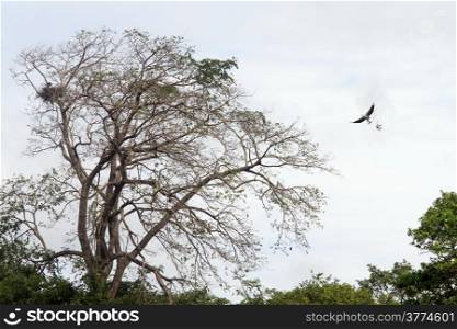 Eagle with big branch near tree in the sky