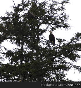 Eagles perching on a tree, Skeena-Queen Charlotte Regional District, Haida Gwaii, Graham Island, British Columbia, Canada