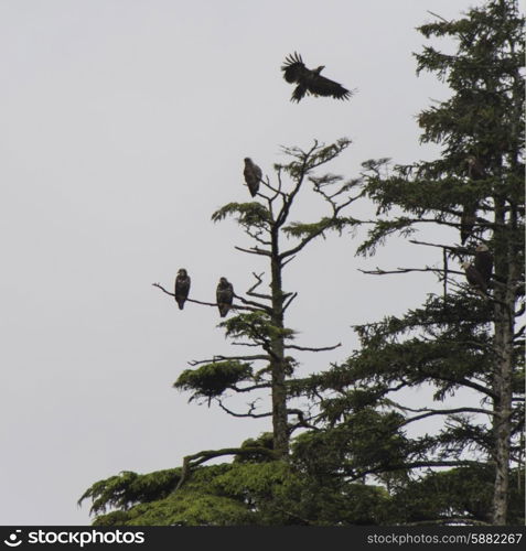 Eagles perching on an evergreen tree, Skeena-Queen Charlotte Regional District, Haida Gwaii, Graham Island, British Columbia, Canada