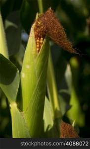 Ear Corn Stalk Crop Cob Husk Produce Food Commodity