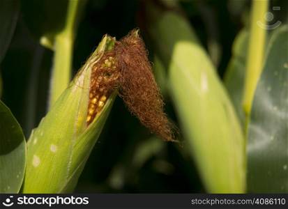 Ear of corn before harvest in farmers field