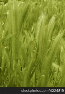 ear of green wheat background.