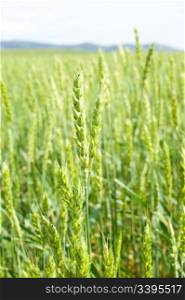 ear of green wheat on field on summer day, shallow DOF