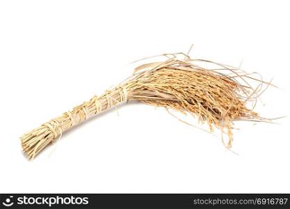 ear of paddy isolated on white background