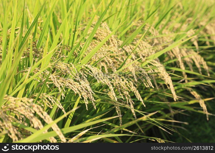 Ear of rice