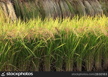 Ear of rice