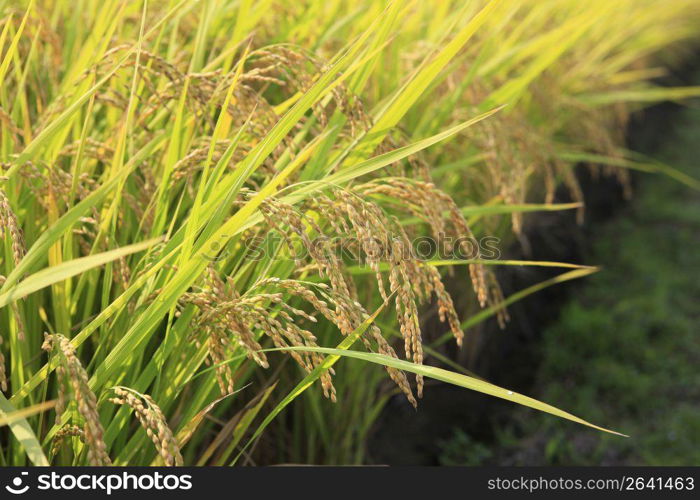 Ear of rice