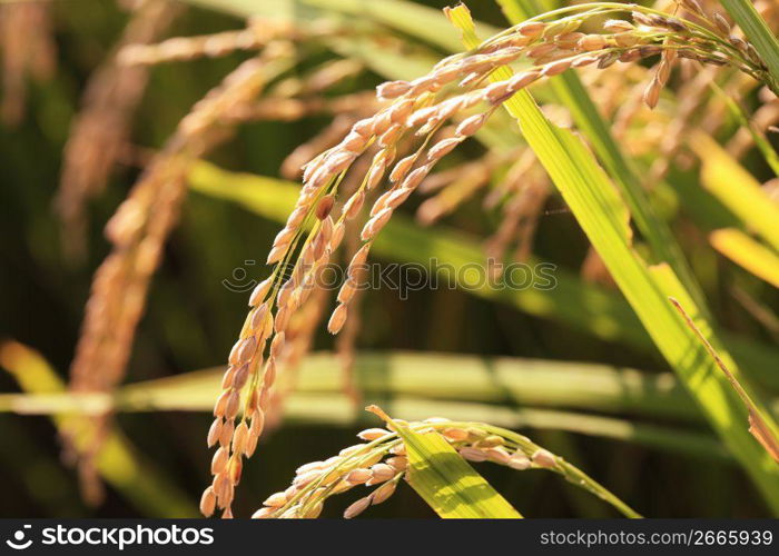 Ear of rice