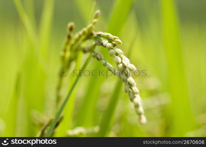 Ear of rice