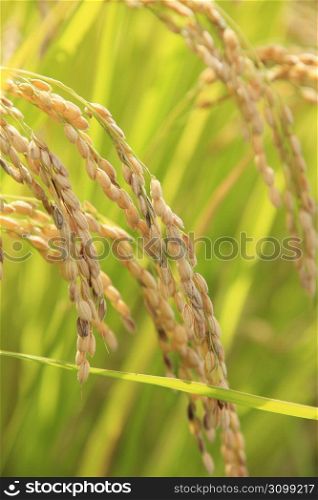 Ear of rice