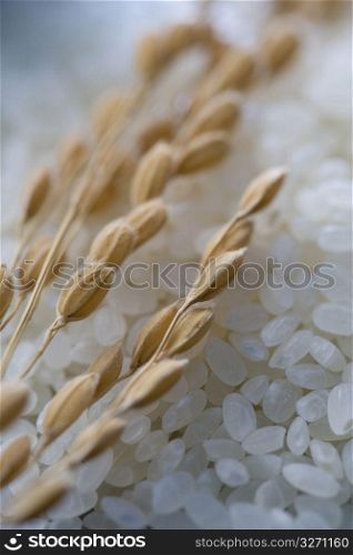 Ear of rice