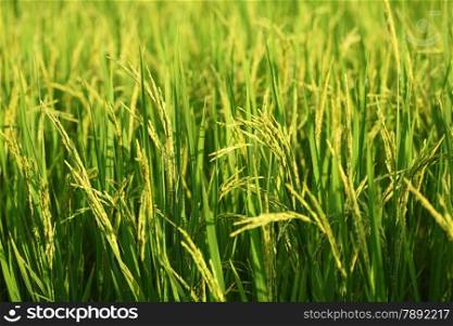 ear of rice in paddy