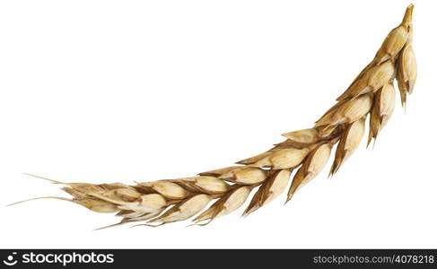 ear of ripe wheat isolated on white background