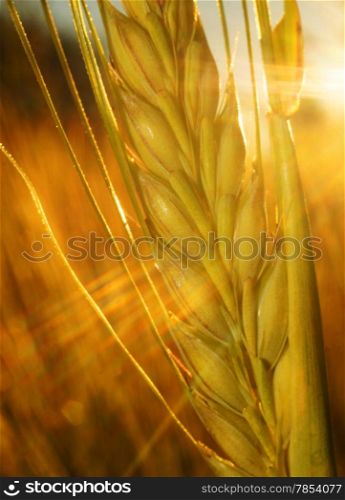 Ear of rye on the field in the rays of the setting sun closeup