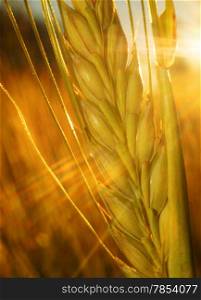 Ear of rye on the field in the rays of the setting sun closeup