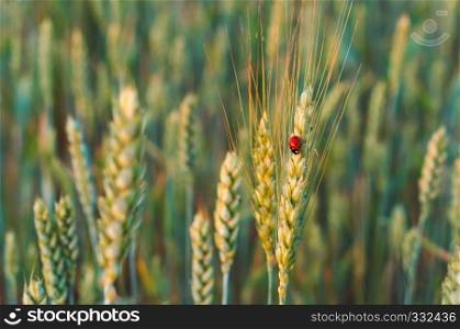 ear of wheat, insect ladybug on a spikelet. insect ladybug on a spikelet
