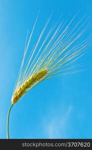 ear of wheat on a background of blue sky