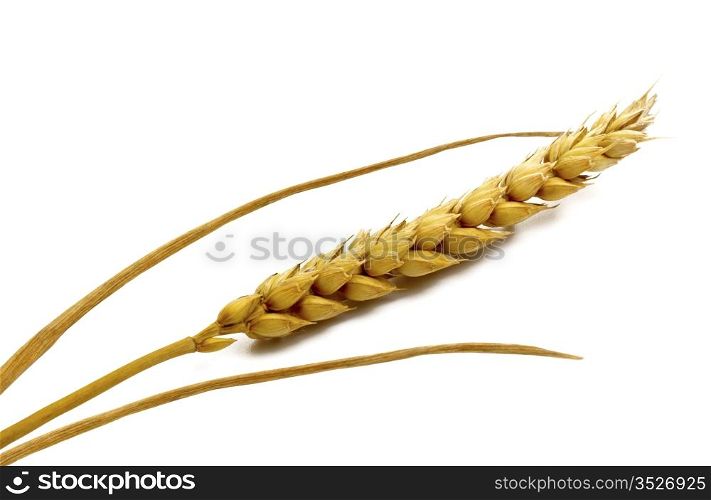 Ear of wheat on the white background with shadow