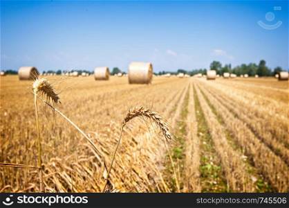 Ear wheat on field after harvest with straw bales.