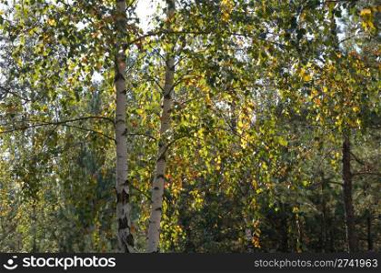 Early autumn birch twig with yellow-green foliage