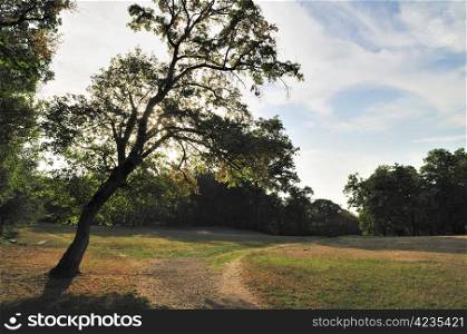 Early Autumn in Park with Maple Tree. Stock Photo