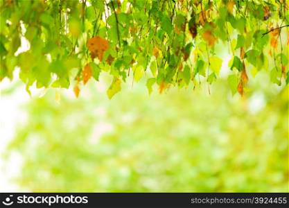 Early autumn leaves in the natural environment. Fall foliage in forest blurred background