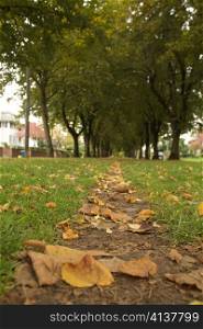 Early Autumn Path