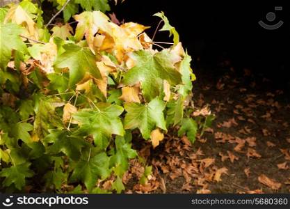 Early autumn: the first leaves turn yellow and fall down. Night shot, lighting with multiple flash.