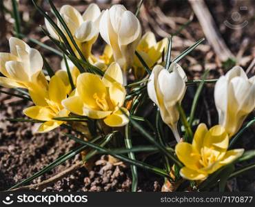 Early, bright, spring flowers on the background of young, green grass. Early spring flowers on a grass background