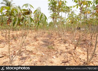 early cassava. Cassava plantation acreage planted areas of agricultural trade.