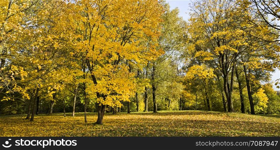 Early fall foliage of autumn foliage from trees lit by sunlight in the autumn season, blue sky.. Early fall foliage of autumn