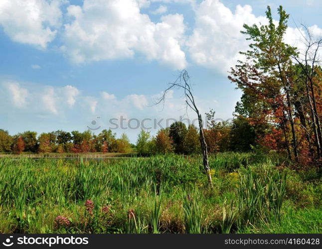 early fall landscape with lake and trees