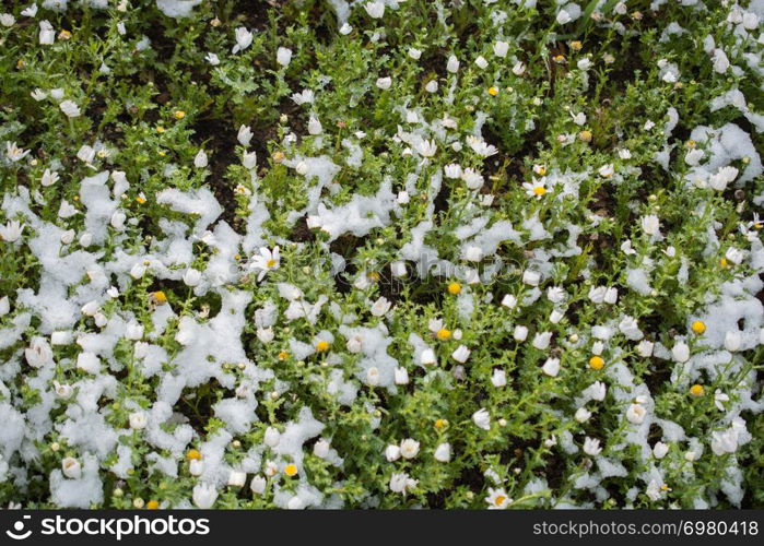 Early flowers oof the spring under snow in a garden