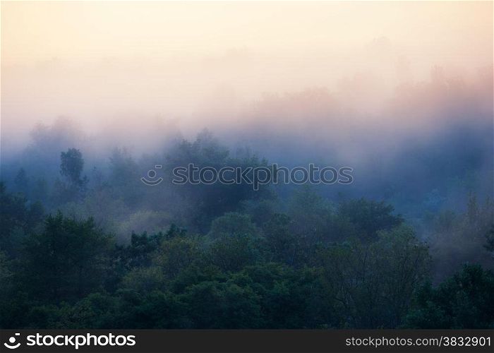 Early foggy morning forest