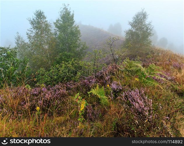 Early misty morning dew drops on wild mountain grassy hill with wild lilac heather flowers and spider web.
