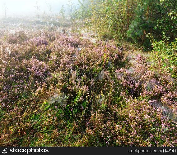 Early misty morning dew drops on wild mountain grassy meadow with wild lilac heather flowers and spider web.