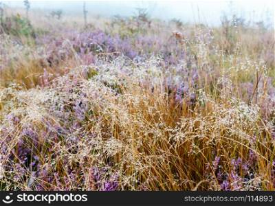 Early misty morning dew drops on wild mountain grassy meadow with wild lilac heather flowers.