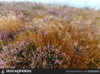 Early misty morning dew drops on wild mountain grassy meadow with wild lilac heather flowers. . Misty morning dew on mountain meadow