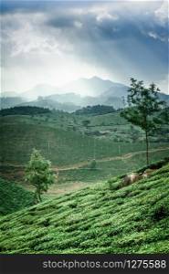 Early morning at highland tea plantations with foggy mountains and green tea bushes under cloudy sky. Agriculture landscape in Munnar, Kerala, India