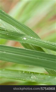 Early morning dew drops on the leaves of lemongrass.