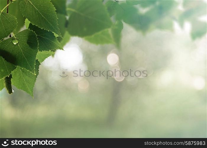 Early morning in the forest. Abstract natural backgrounds with beauty bokeh